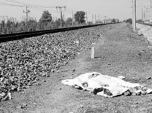 一男一女铁路道口被撞身亡,男性死者已被领走无名女尸