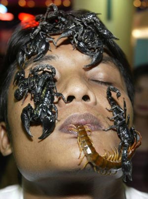 泰国男子欲创世界记录 与千只蜈蚣同居28天(图