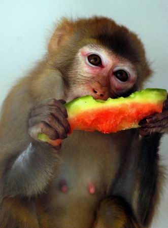图文:福州动物园内的一只猴子在吃西瓜