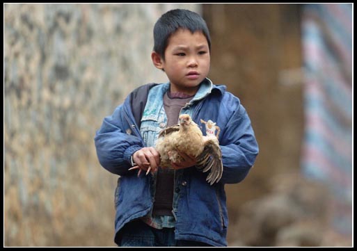 图文:一个孩子抱着自己家的小鸡准备给它打针