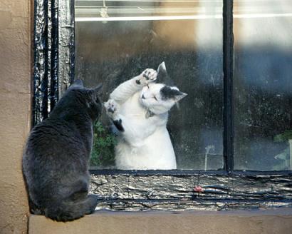 图文:猫咪隔窗相望依依不舍