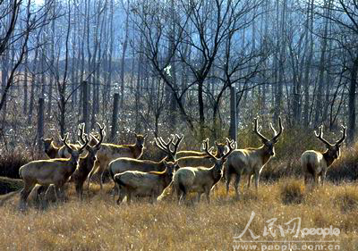 组图:江苏盐城大丰麋鹿保护区