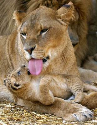 组图:瑞士动物园里狮子一家尽享天伦之乐