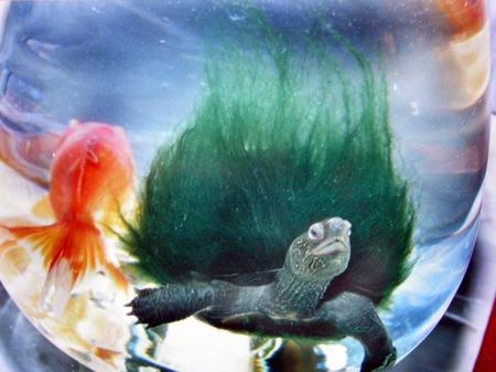 图文:珍稀动物-绿毛乌龟