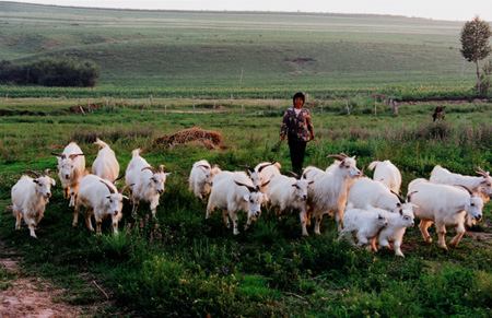 图文:内蒙古赤峰巴林右旗羊场乡单素芝