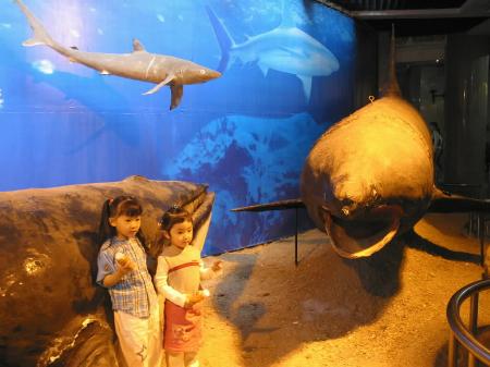 图文:小游客参观全国最大的姥鲨单体标本