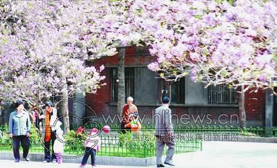 五月 丁香 美 哪里 觅 芳踪 哈尔滨 市 重塑 丁香