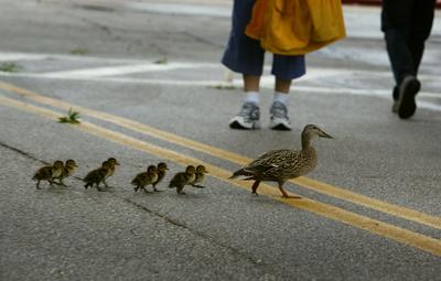 图文:动物遵守交通规则 美国小鸭排队过马路(转载)