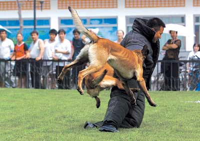 国际禁毒日 警犬表演抓捕"罪犯"(图)