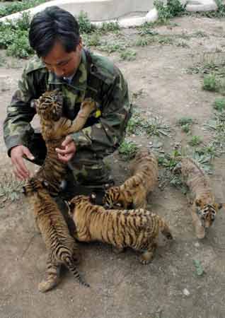 31天前,该动物世界的一只名叫"荣荣"的孟加拉母虎顺利产下5只小虎崽