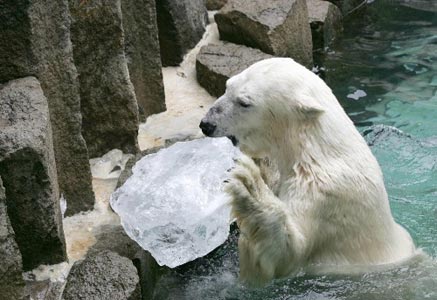 图文:北极熊啃冰块消暑