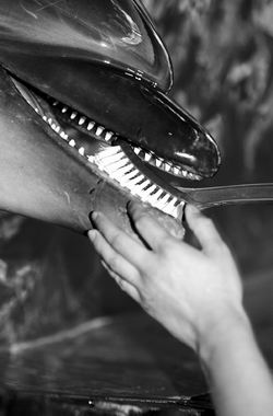海洋馆为动物明星做健康检查给海豚刷牙美容