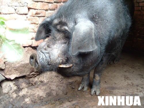 云南省建水县一农民喂养的家猪长獠牙(图)