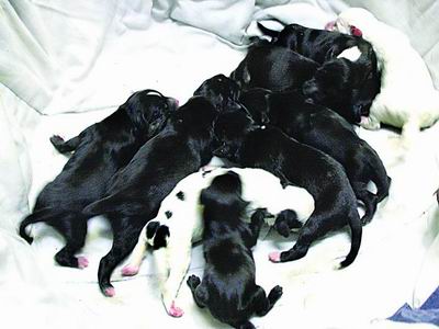 高产狗妈妈经历2天生产过程生下13只小狗(图)