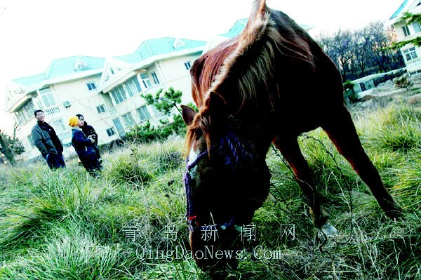 贪吃马儿跑进居民院一匹影楼道具马昨偷偷溜下榉林山(图)