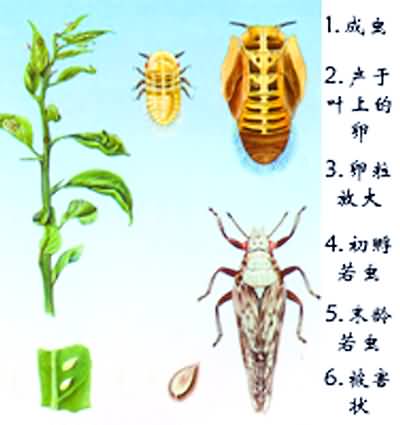 图中右下角即为柑桔木虱成虫.