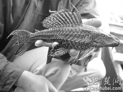 鄂州洋澜湖发现怪鱼水产野保专家都不认识(组图)