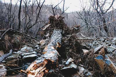修路搞开发 古树惨遭伐 森林公安部门正在调查