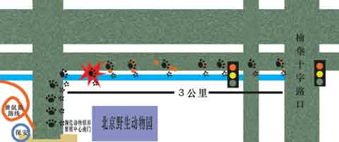 北京野生动物园门前发现神秘动物血脚印(组图