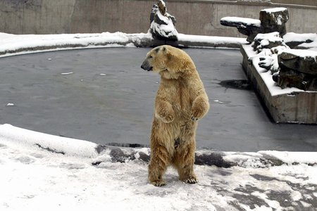 图文:北京动物园里北极熊撒欢