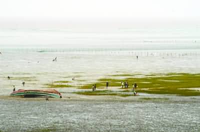 慈溪将建世界级湿地保护区(组图)