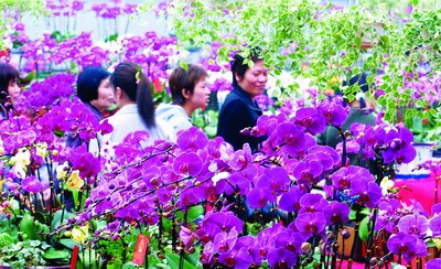 组图:广东顺德陈村花市将拉开帷幕