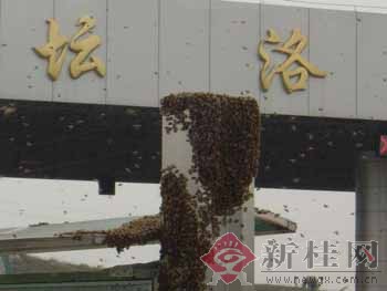 南宁坛洛人口_南宁坛洛镇风景图