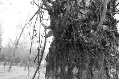 织网虫子吃秃数百棵树(图)