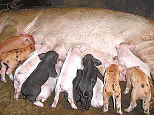 居委会的陈尚容所养的一头大长白母猪,近日一胎生了五颜六色20头小猪