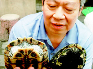 重庆发现全身龟甲能完全闭合的珍稀乌龟(图)