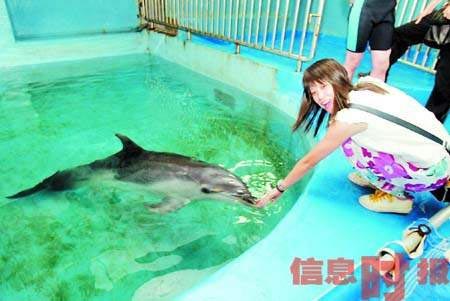 广州海洋馆海豚误吞玻璃钢抢救无效死亡(组图)
