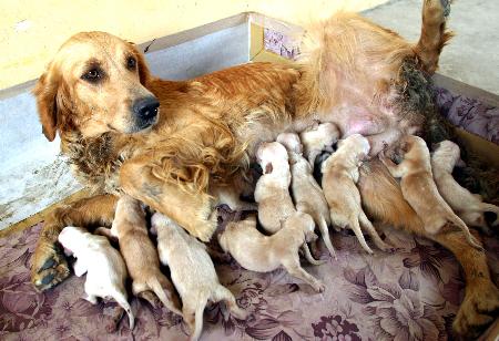 组图:3岁英国金毛犬产下11只小狗