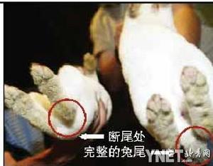 淘气小学生揪掉兔视频(图)尾巴盼盼罗图片