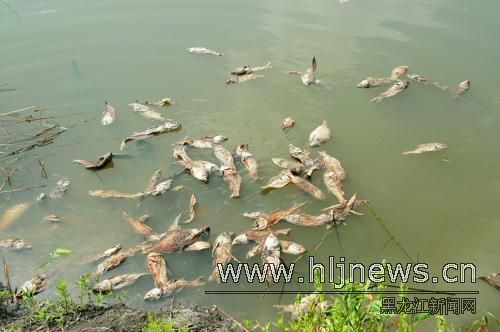 工厂排污水毒死小鱼苗