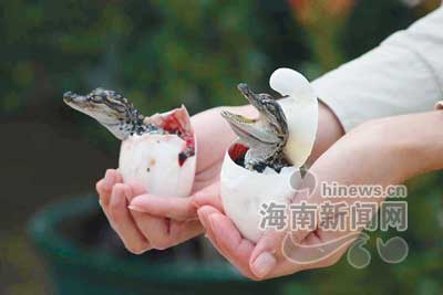 三亚龙虎园6月,500条小鳄鱼破壳出(图)