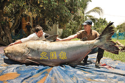 泰国一村民捕获全球最大鲶鱼重达293公斤(图)