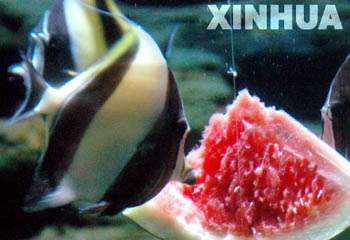神仙鱼吃西瓜(图)