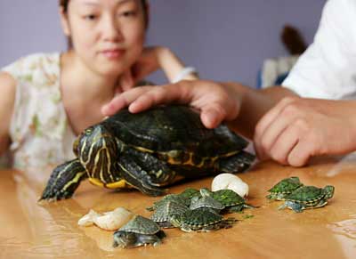 家养巴西龟一次孵出 专家称:很少见(图)