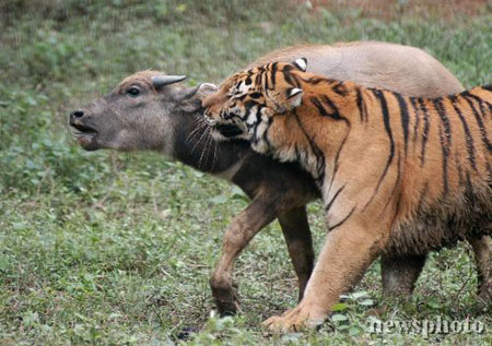 南京动物园老虎扑咬小水牛难以取胜