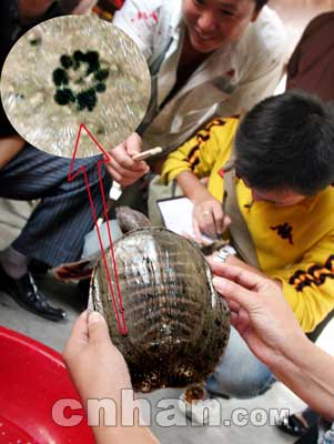 甲鱼背上"梅花"开(图)