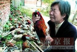 北京鸡场被开发商派人打砸 万余山鸡遭村民哄