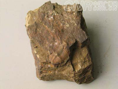 江西湖口:发现5亿年前古海洋生物化石[图文]