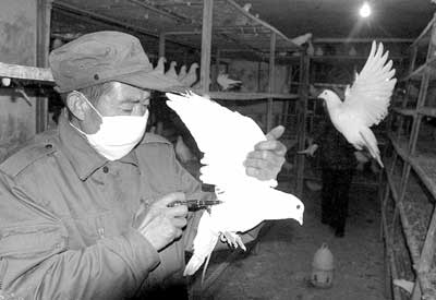 广州全力生产禽流感疫苗 济南广场鸽打疫苗