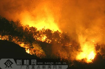 烧野蜂引山林大火 蒙山千亩松林被烧15人受伤