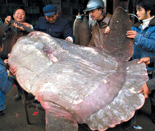 济南市场惊现罕见怪鱼 长1.8米重465斤(图)