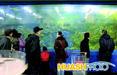 水族馆水温异常升高导致两条鲨鱼死亡(附图)