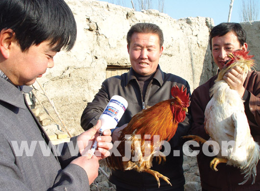 工作人员为农户家中的鸡接种禽流感疫苗