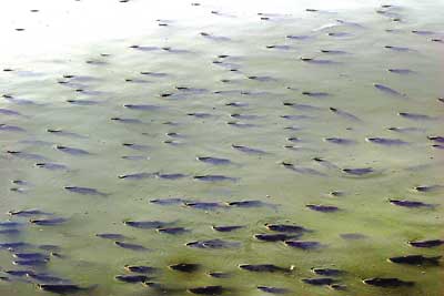 油膜覆盖小南湖数万尾鲢鱼浮头透气