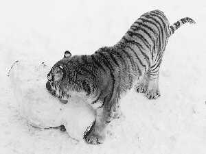 老虎滚球狐狸吃雪当饮 大雪乐了动物园里的寒