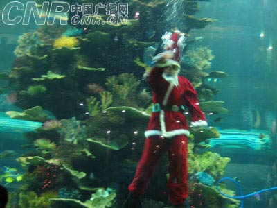 青岛:潜水员扮演圣诞老人海底 与鲨共舞 [图文]